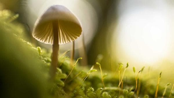 Python for Biologists