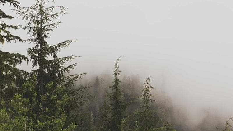 RNA-Seq Analysis: From Raw Reads to Differential Expression